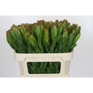 LEUCAD SAFARI GOLDST