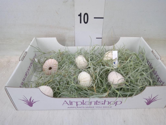 <h4>Arr. Tillandsia L%</h4>