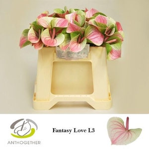 Anthurium andr. 'Fantasy Love'