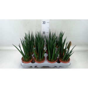 Sansevieria bacularis