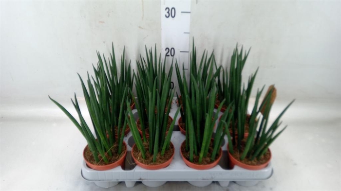 <h4>Sansevieria bacularis</h4>