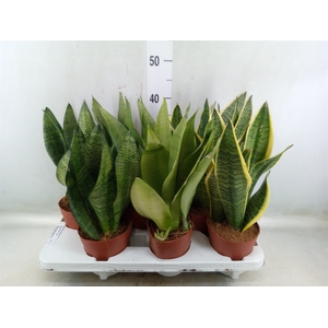 Sansevieria trifa.   ...