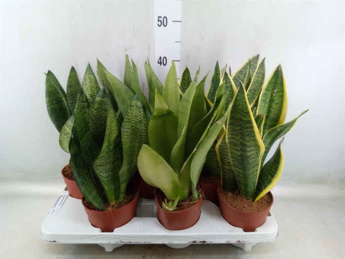 <h4>Sansevieria trifa.   ...</h4>