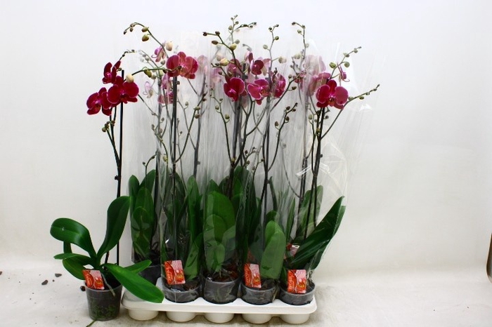 <h4>PHAL OV PAARS</h4>