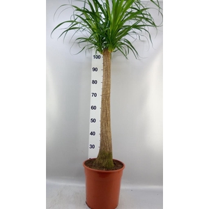 Beaucarnea recurvata