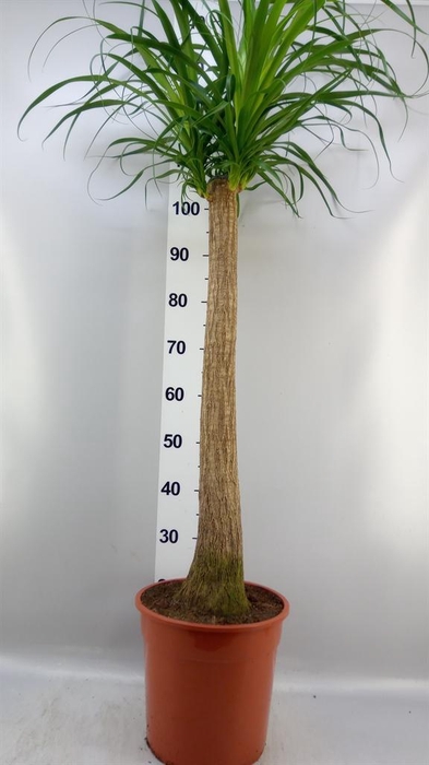 <h4>Beaucarnea recurvata</h4>