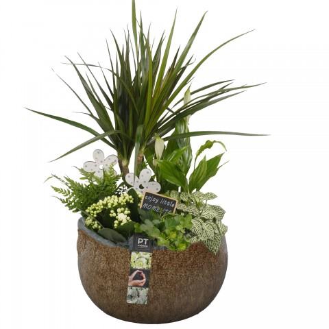 <h4>CC264 Arrangementen kamerplanten</h4>