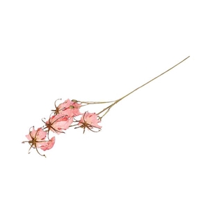 BRANCH GLORIOSA L87 pink