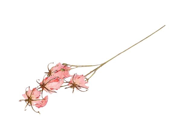 <h4>BRANCH GLORIOSA L87 pink</h4>