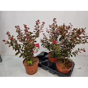 LAGERSTR INDICA