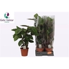 Calat Flamestar 19cm Pot