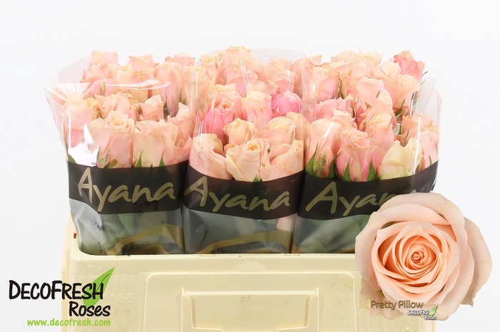 <h4>R Gr Pretty Pillow Extra Ayana</h4>