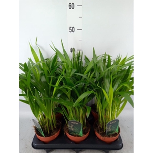 Dypsis lutescens   ...Chrysalidoca