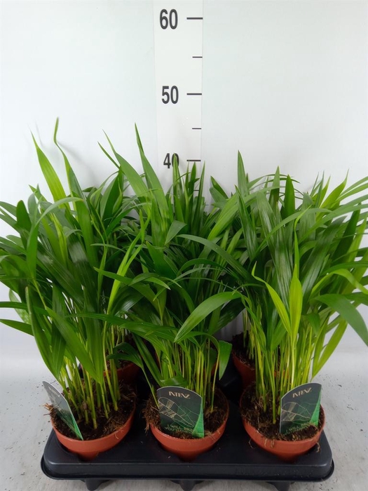 Dypsis lutescens   ...Chrysalidoca