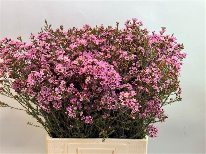 <h4>Chame Sarahs Delight</h4>