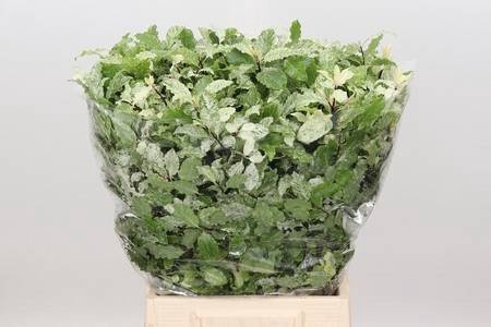 <h4>Pittosporum Nevato Extra</h4>