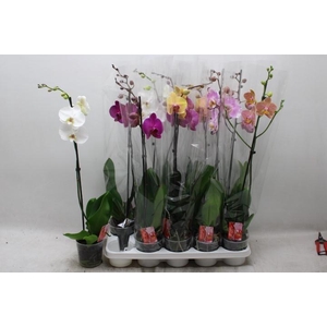 PHAL GEM