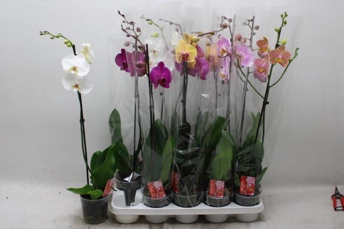 PHAL GEM