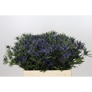 Eryngium Planum