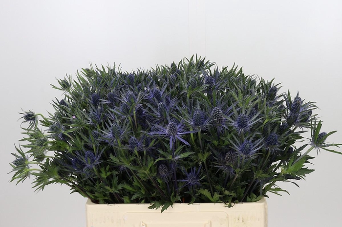 <h4>Eryngium Planum</h4>