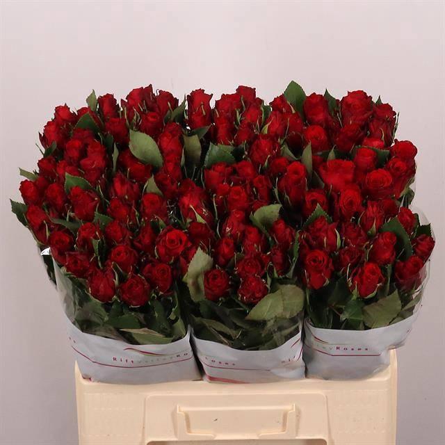 <h4>R GR RED TORCH</h4>