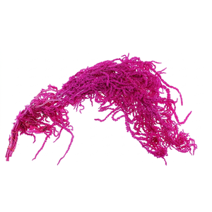 Dried Bleached Amaranthus Caudatus Cerise