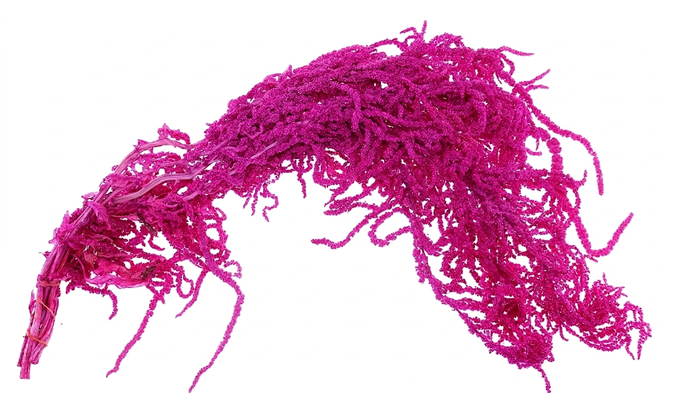 <h4>Dried Bleached Amaranthus Caudatus Cerise</h4>