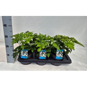 Anemone hybrida 'Honorine Jobert'