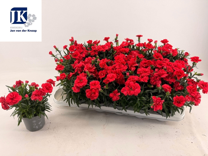 <h4>DIAN OSC RED</h4>