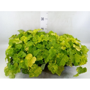 Tolmiea menziesii   ...variegated