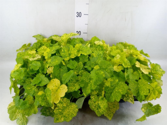 <h4>Tolmiea menziesii   ...variegated</h4>