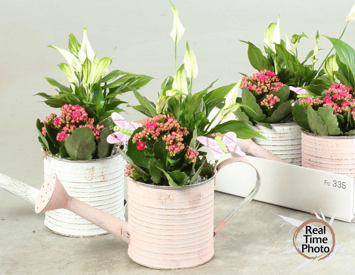 <h4>ARR KAMERPL</h4>