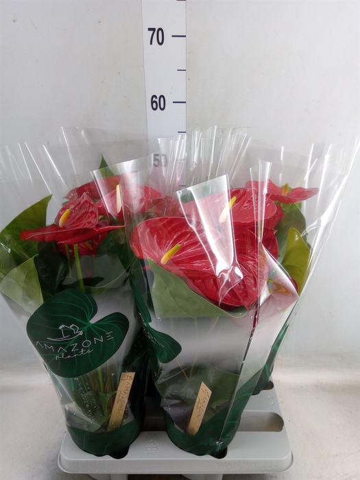 <h4>Anthurium andr. 'Nevada'</h4>