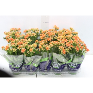 KALANCHOE DOBRADO P11 LARANJA
