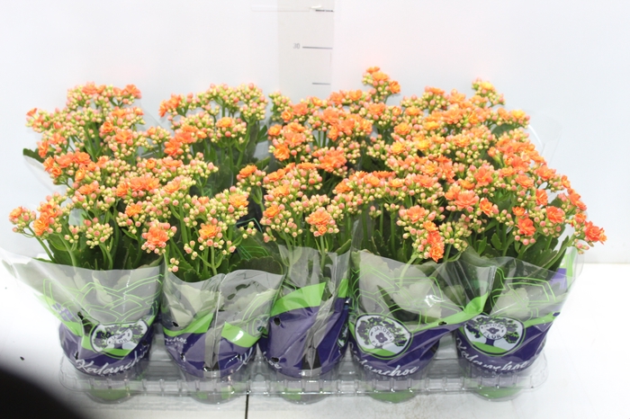 <h4>KALANCHOE DOBRADO P11 LARANJA</h4>