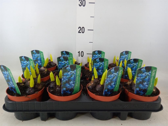 <h4>Scilla siberica</h4>
