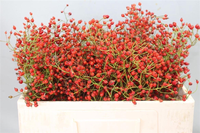 <h4>Rosa Prinsberry Red</h4>