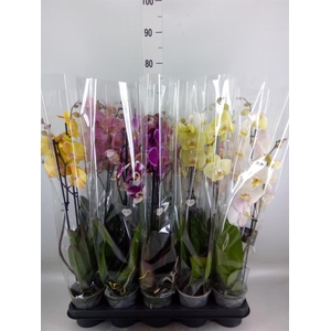 Phalaenopsis   ...mix