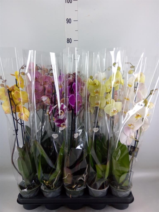 <h4>Phalaenopsis   ...mix</h4>