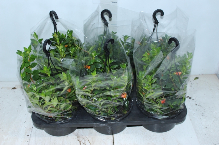 <h4>COLUMNEA PEIXINHO C18</h4>