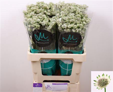 <h4>ASTR BILLION STARS</h4>