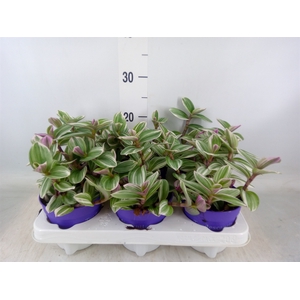 Tradescantia   ...