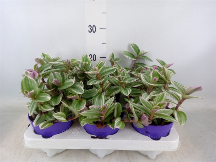 <h4>Tradescantia   ...</h4>