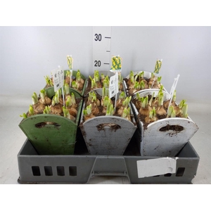 Arr.  Narcissus Tete Tete L%