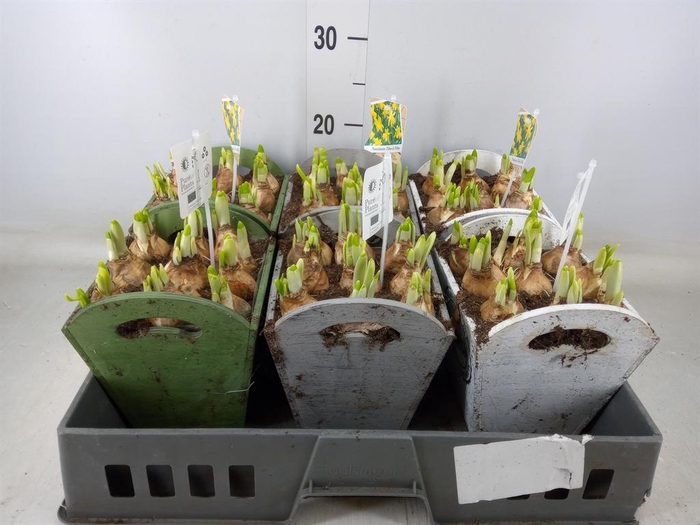 <h4>Arr.  Narcissus Tete Tete L%</h4>