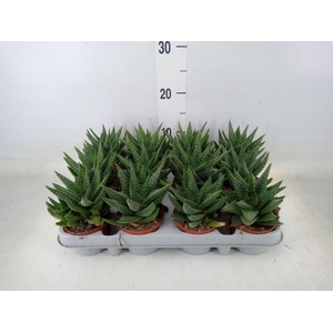 xGasterhaworthia  'Royal Highness'