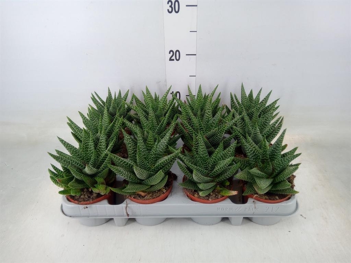 <h4>xGasterhaworthia 'Royal Highness'</h4>