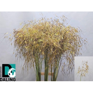 Siergras Stipa Gigantea