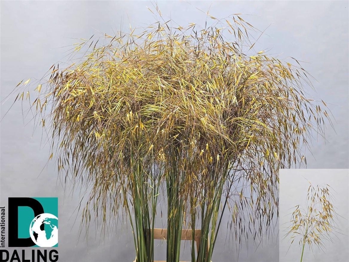 <h4>Siergras Stipa Gigantea</h4>