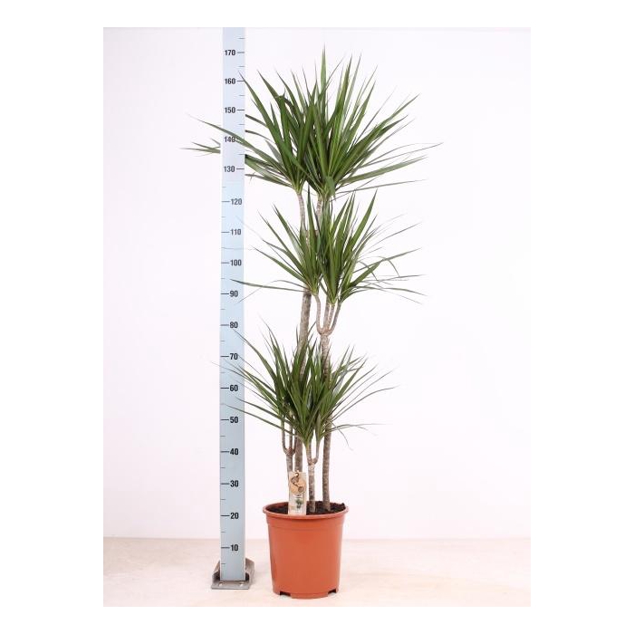 <h4>DRA MARGINATA</h4>